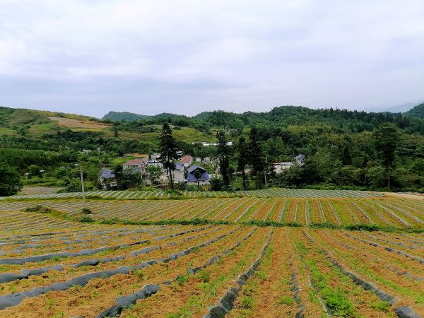 湖北宣恩：珠山镇田畴沃野绘新景